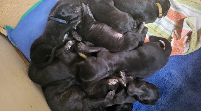 Unsere E-Welpen sind da!